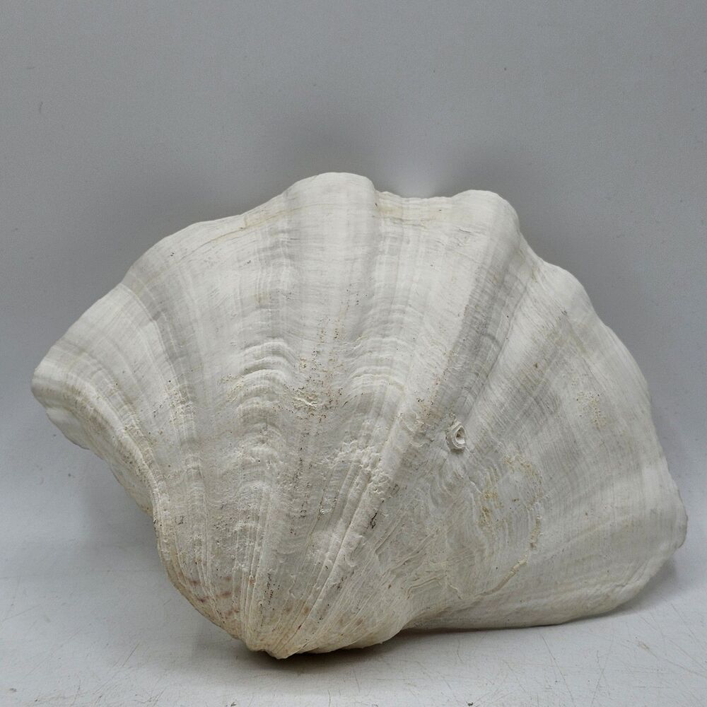 Vintage Natural Giant Clam Shell 9" x 6.5" In Beautiful Condition
